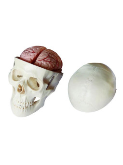 XC-104E Skull Model With 8 Parts Brain