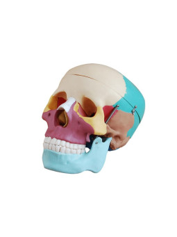 XC-104C Life-size Skull With Colored Bones