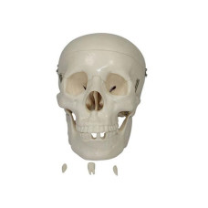  Xc-104  Life-size Adult Skull 