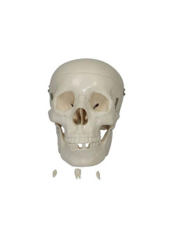  Xc-104  Life-size Adult Skull 