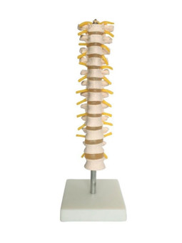 XC-120 Thoracic Spinal Column