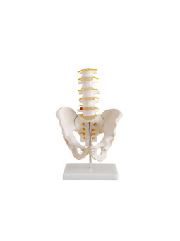 XC-115 Life-size Pelvis With 5pcs Lumbar Vertebrae