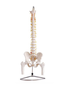 XC-126 Life-Size Vertebral Column with Pelvis and Femur Heads