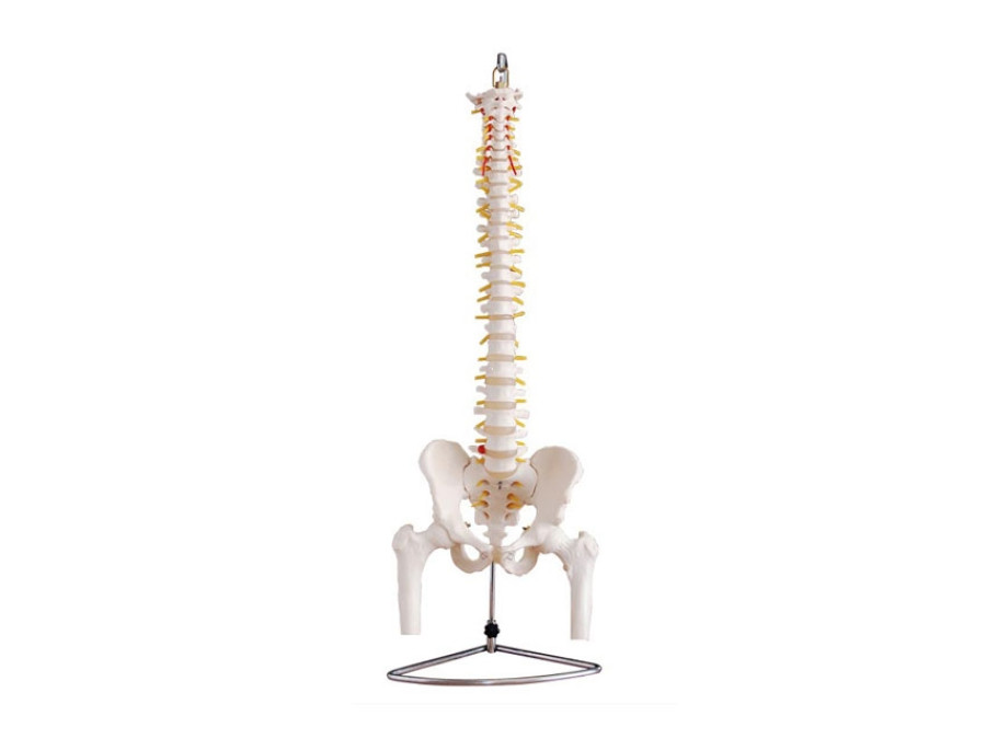 XC 126 Life Size Vertebral Column With Pelvis And Femur Heads Xc 126 life size vertebral column with pelvis and femur heads