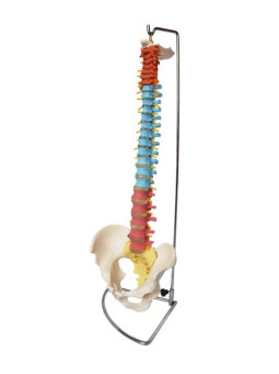 XC-105C Didactic Vertebral Column With Pelvis