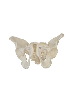 XC-123 Adult Male Pelvis