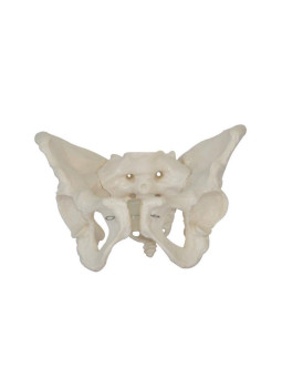 XC-124 Adult Female Pelvis