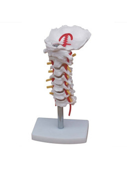 XC-133 Cervical Vertebral Column With Neck Artery