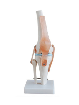  Xc-111 Life-size Knee Joint