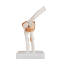  Xc-112 Life-size Elbow Joint