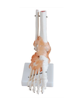 XC-113A Life-size Foot Joint With Ligaments