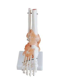 XC-113A Life-size Foot Joint With Ligaments