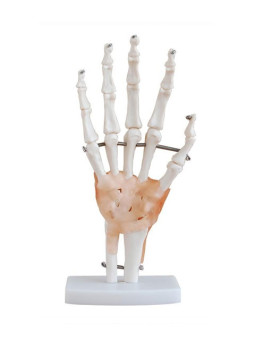 XC-114A Life-size Hand Joint With Ligaments