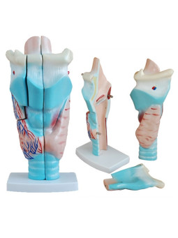 XC-301 Magnified Human Larynx Model