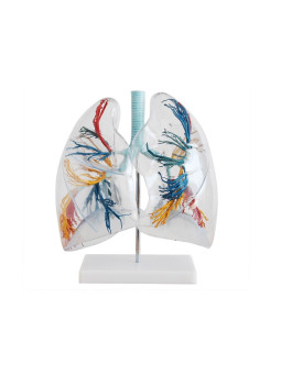 XC-330 Model of the Transparent Lung Segment