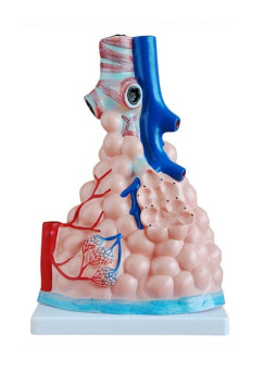 XC-302 Magnified Pulmonary Alveoli Model