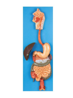 GD/A12001 Digestive System