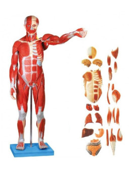 GD/A11301/1 Full Size Human Body Showing Muscles & Organs (86cm)