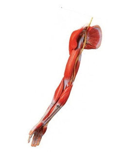 GD/A11305 Muscle Of Arm With Main Vessels & Nerves