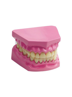 TH-002 Dental Model