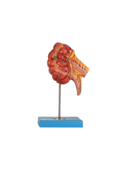 APPENDIX AND CAECUM