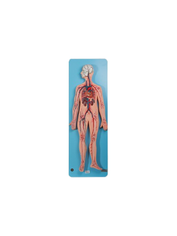 CIRCULATORY SYSTEM MODEL 
