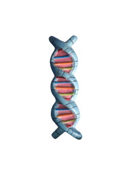 DNA MODEL