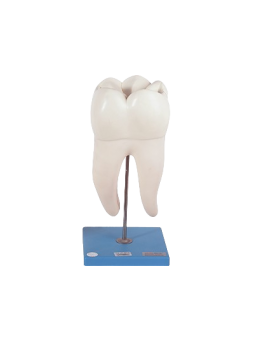 DENTAL CARIES MODEL 