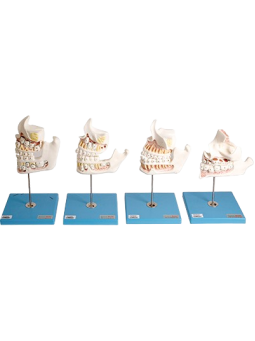DEVELOPMENT OF A SET OF TEETH 