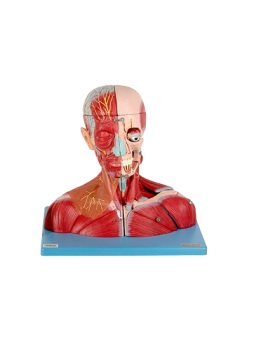 HEAD AND NECK WITH VESSELS NERVES AND BRAIN 