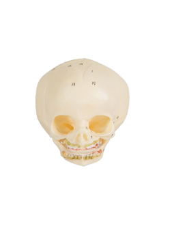 INFANT SKULL 