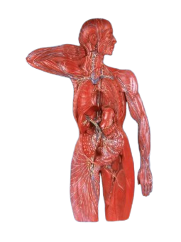 LYMPHATIC SYSTEM MODEL