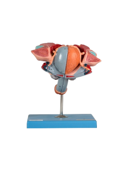 MALE GENITAL ORGANS 