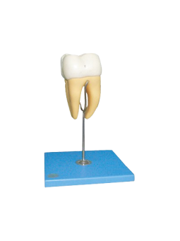 MOLAR MODEL 