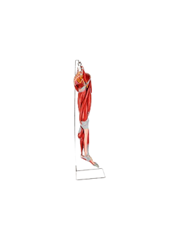 MUSCLES OF LEG WITH MAIN VESSELS AND NERVES 