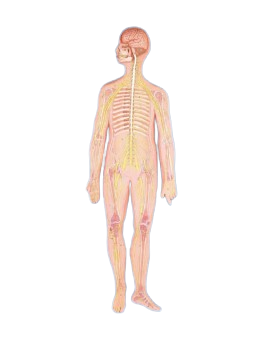NERVES SYSTEM 