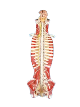 SPINAL CORD IN THE SPINAL CANAL 