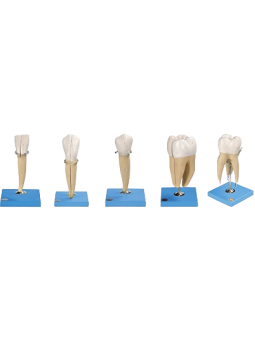 TEETH MODEL 