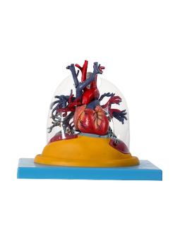 TRANSPARENT LUNG TRACHEA AND BRONCHIAL TREE WITH HEART 