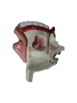 ANATOMICAL NASAL CAVITY