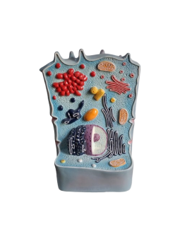 ANIMAL CELL MODEL