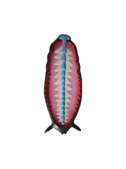 COCKROACH CIRCULATORY