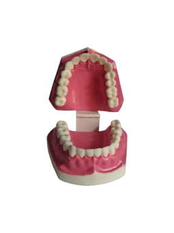 DENTAL CARE MODEL 