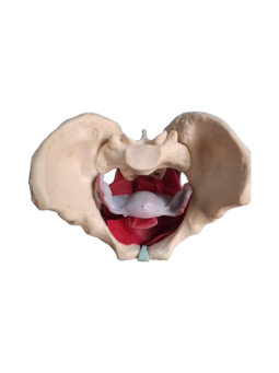 FEMALE PELVIC MUSCLES AND ORGANS