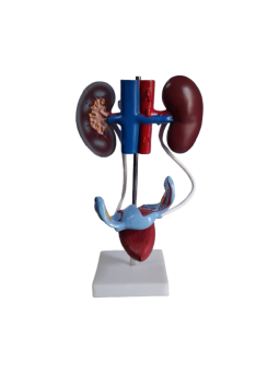 FEMALE UROGENITAL SYSTEM