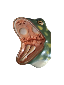 FROG BUCCAL CAVITY
