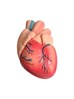 HEART MODEL FULL SIZE 