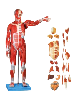 FULL SIZE HUMAN BODY SHOWING MUSCLES AND ORGANS (86CM) 