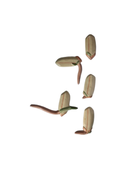 GERMINATION PADDY