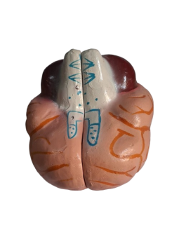 HUMAN BRAIN 